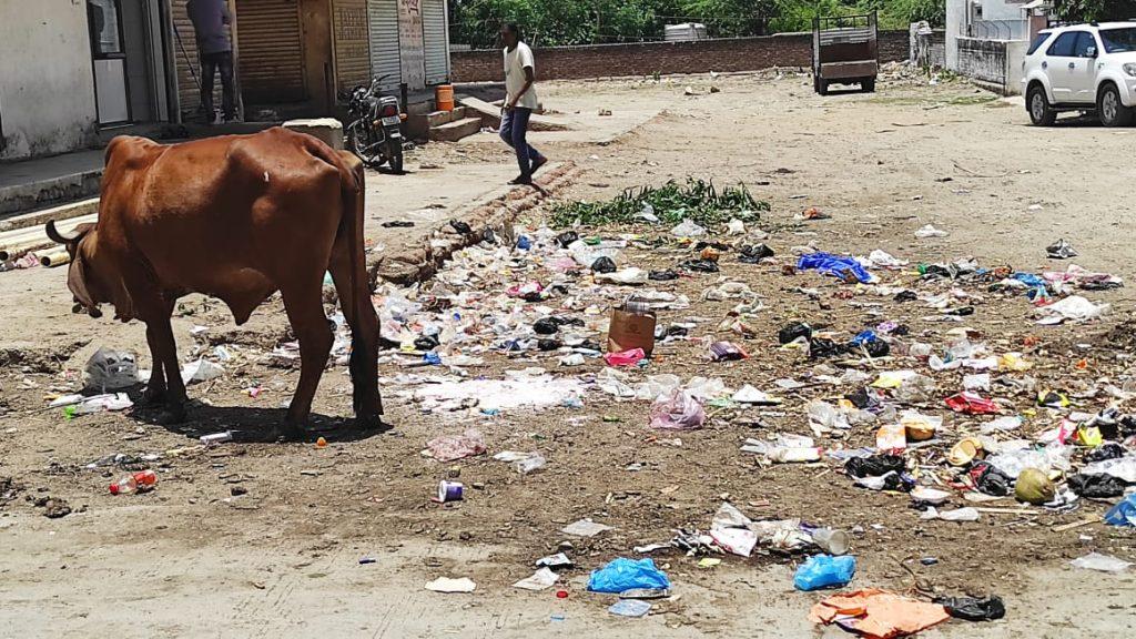 Sihore's Ward 5 near Komalraj Ground is a kingdom of filth due to lack of regular cleaning.