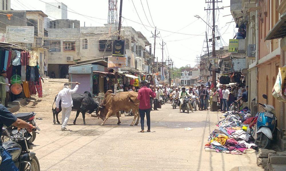 When will the system wake up; Two brown bulls created terror in the main bazaar of Sehore