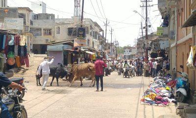 When will the system wake up; Two brown bulls created terror in the main bazaar of Sehore
