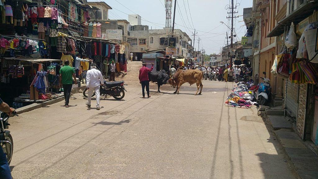 When will the system wake up; Two brown bulls created terror in the main bazaar of Sehore