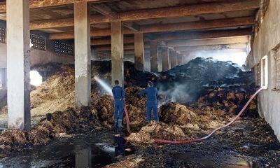 Sihor; Fierce fire in Panjrapola located in Samdhiyala; Fodder worth lakhs was burnt and consumed
