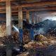 Sihor; Fierce fire in Panjrapola located in Samdhiyala; Fodder worth lakhs was burnt and consumed