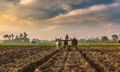 The four-educated couple has made such a success in agriculture that even businessmen earning crores can go bankrupt.