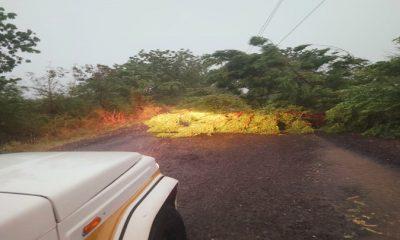 Sehore police personnel removed the fallen trees due to the storm