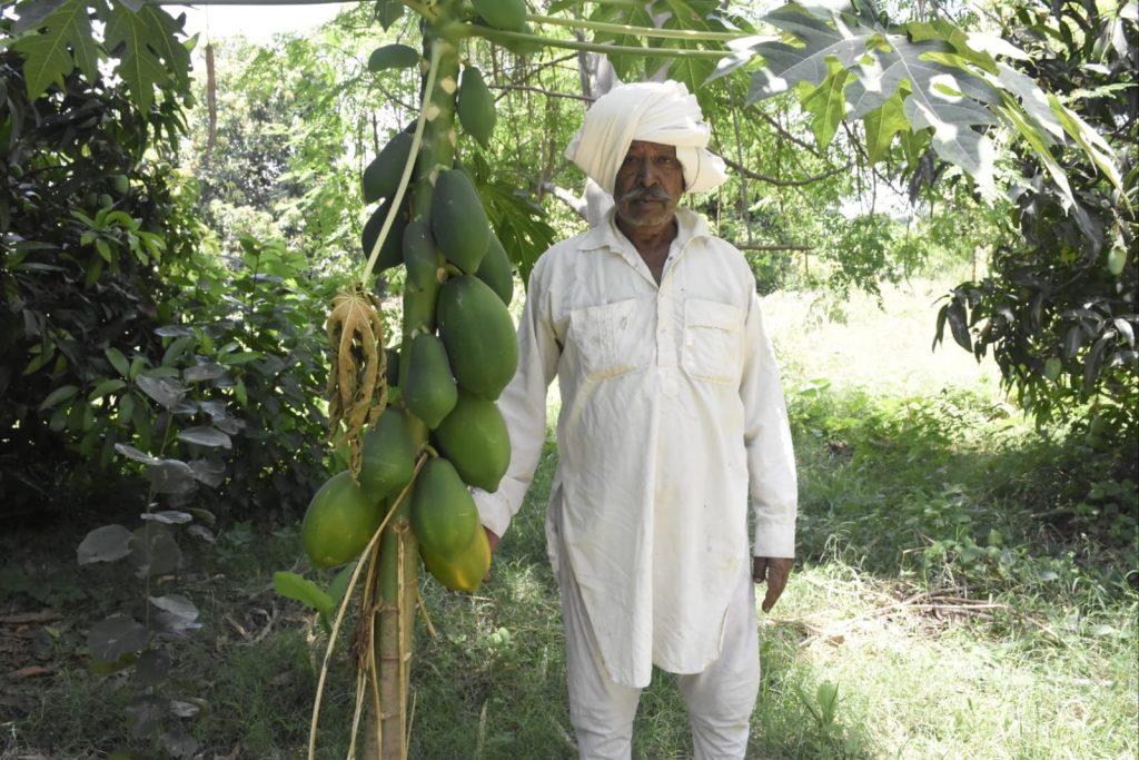 A Progressive Farmer of Bhavnagar District; He grew saffron mangoes in two and a half bigha and got an income of three and a half lakh rupees