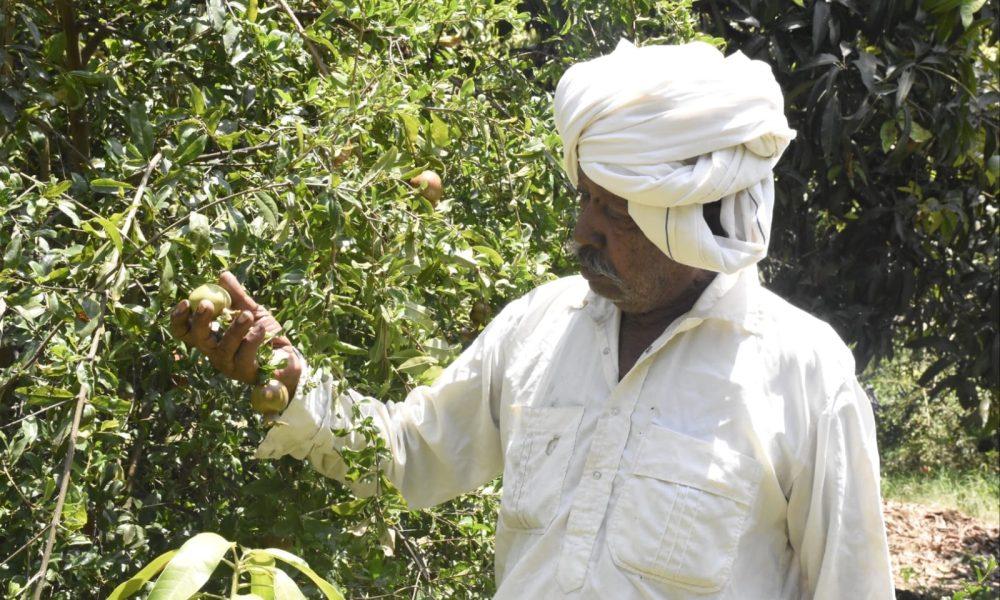 A Progressive Farmer of Bhavnagar District; He grew saffron mangoes in two and a half bigha and got an income of three and a half lakh rupees