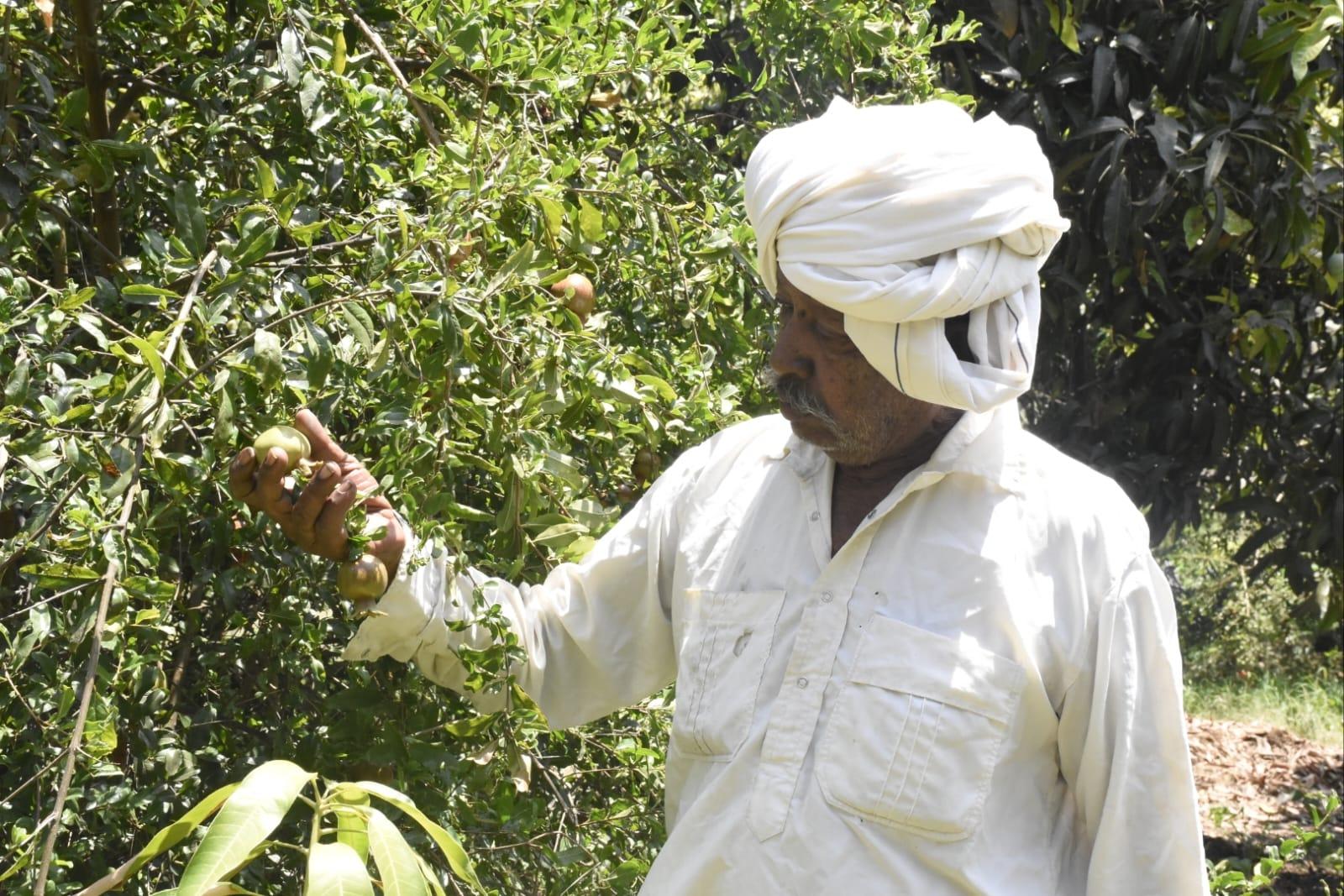 A Progressive Farmer of Bhavnagar District; He grew saffron mangoes in two and a half bigha and got an income of three and a half lakh rupees