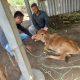 Leopard encampment around Sagwadi of Sihore, Panic after seeing leopard in wadi area, attack on calf
