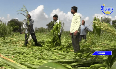 Expensive houses; In Sihore Panthak, the crops were destroyed, the farmers wept for water at night.
