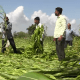 Expensive houses; In Sihore Panthak, the crops were destroyed, the farmers wept for water at night.