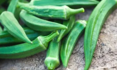 Okra is a boon for diabetic patients, so include it in the diet