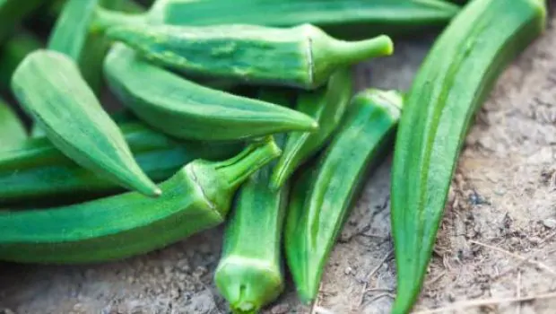 Okra is a boon for diabetic patients, so include it in the diet