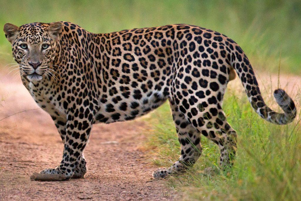 As soon as the gate was opened, the daughter was caught in the jaws of the leopard, in Gujarat, the father saved the daughter's life