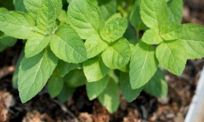 The rules for planting Tulsi plant, plucking the leaves and using it in puja, this is known