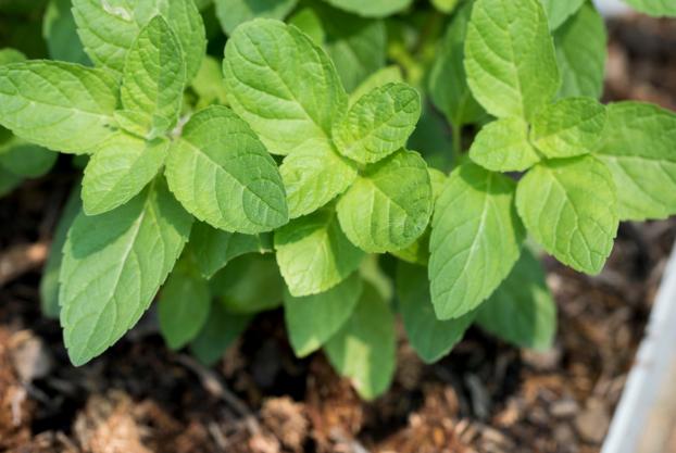 The rules for planting Tulsi plant, plucking the leaves and using it in puja, this is known