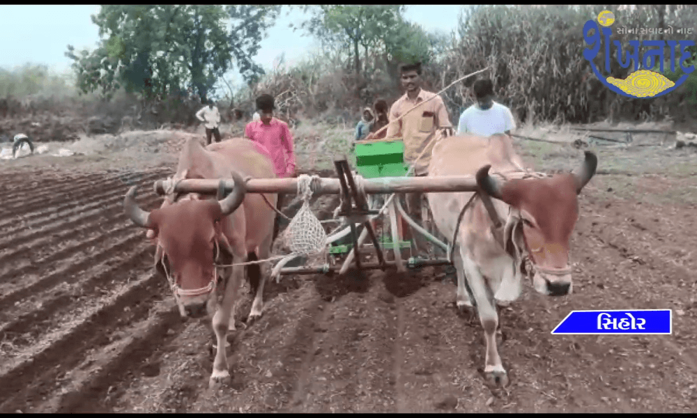 In Sihore Panthak, the world is busy preparing for sowing.