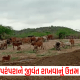 Ex-students of Ldimuni High School came out to look after the animals of the Gandhari Ashram near Sihore.