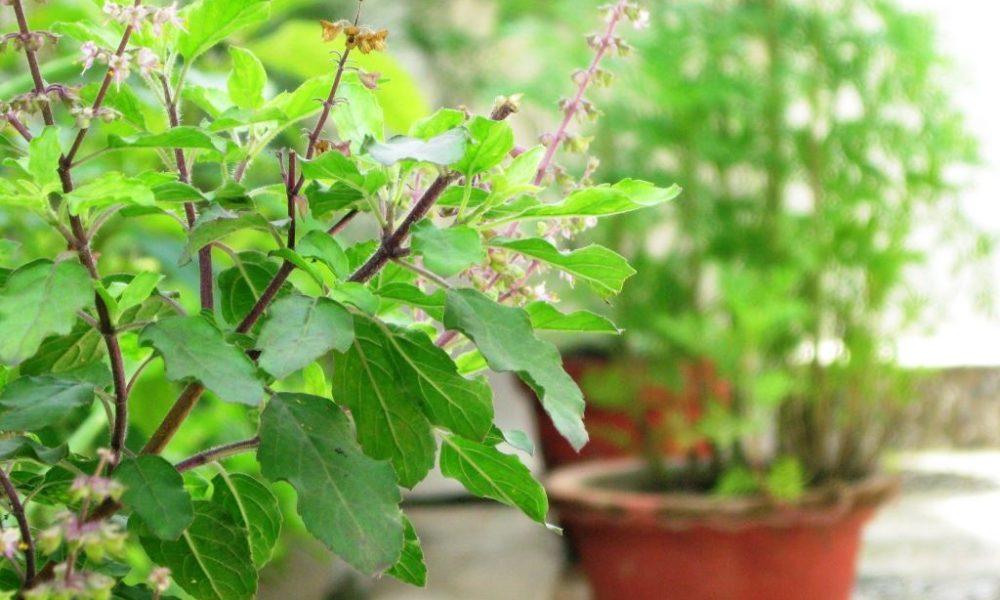 7 sacred leaves associated with Gods and Goddesses, offering them the desired boons