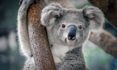 This is the most unique animal in the world, whose eyes close only after death, remain awake throughout life