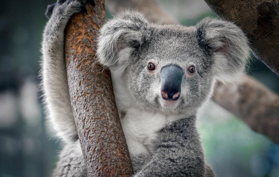 This is the most unique animal in the world, whose eyes close only after death, remain awake throughout life