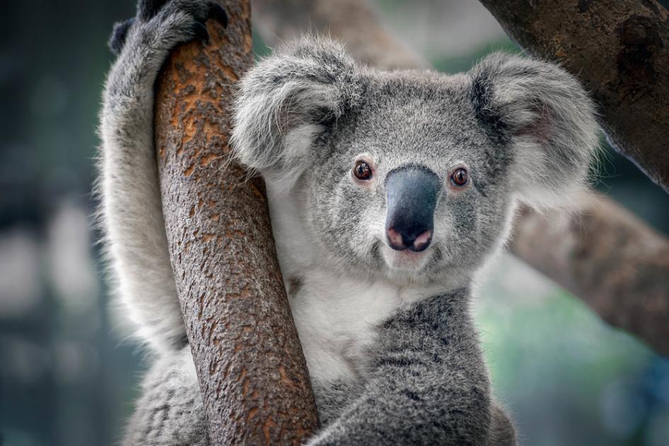 This is the most unique animal in the world, whose eyes close only after death, remain awake throughout life