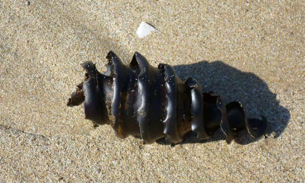 Have you ever seen a shark egg? You will be amazed by the creation