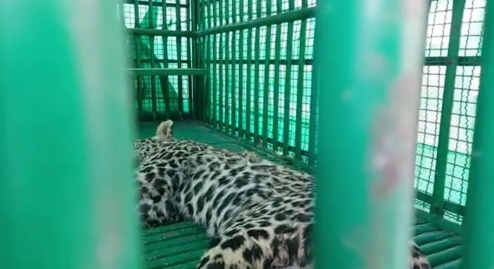 Lol... Finally the leopard is in the cage : Sihore Rajpara Khodiyar village, the leopard in the cage, relief to the people