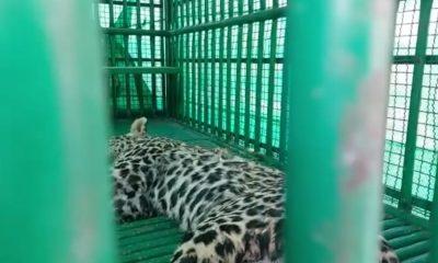 Lol... Finally the leopard is in the cage : Sihore Rajpara Khodiyar village, the leopard in the cage, relief to the people