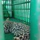 Lol... Finally the leopard is in the cage : Sihore Rajpara Khodiyar village, the leopard in the cage, relief to the people