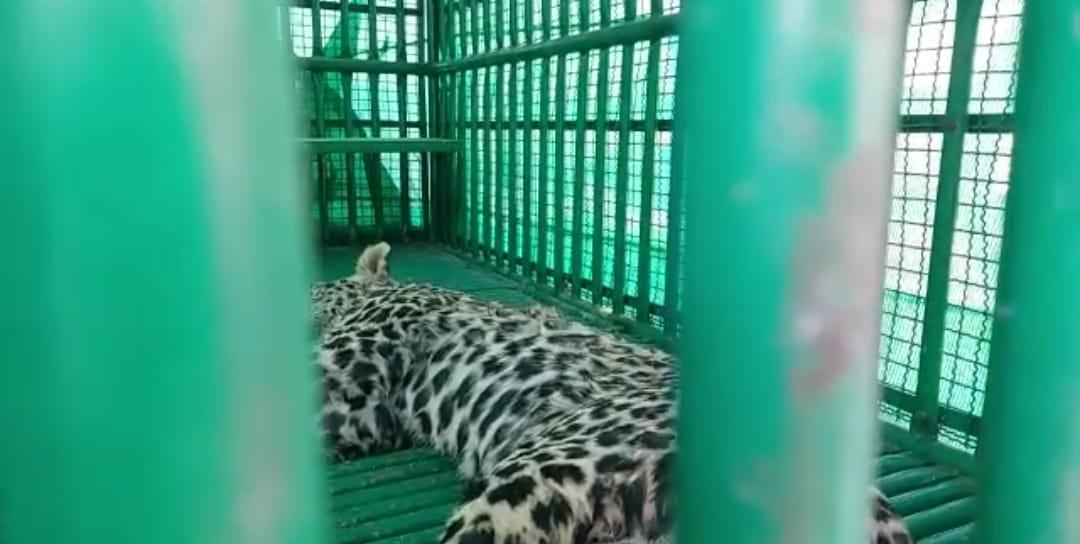 Lol... Finally the leopard is in the cage : Sihore Rajpara Khodiyar village, the leopard in the cage, relief to the people