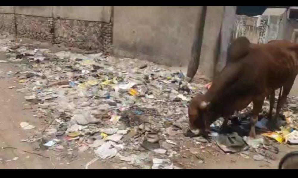 In Sihore's Sindhi camp, people are suffering from road, sewerage, water and stray cattle.