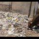 In Sihore's Sindhi camp, people are suffering from road, sewerage, water and stray cattle.