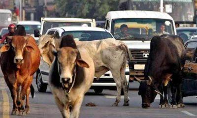 Cattle problem becoming rampant; Stray cattle claim another middle-aged victim in Sihore's Jambala, deaths in the form of stray cattle on the roads