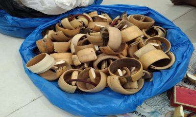 LCB team nabs one with ivory haul in Bhavnagar, forest department launches probe