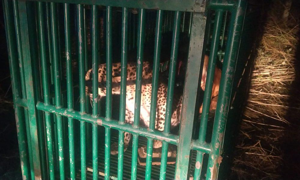 One more panther from Tashingda village of Sihore has been caged, people are relieved - Hashkaro