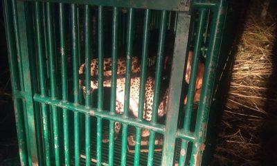 One more panther from Tashingda village of Sihore has been caged, people are relieved - Hashkaro