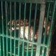 One more panther from Tashingda village of Sihore has been caged, people are relieved - Hashkaro