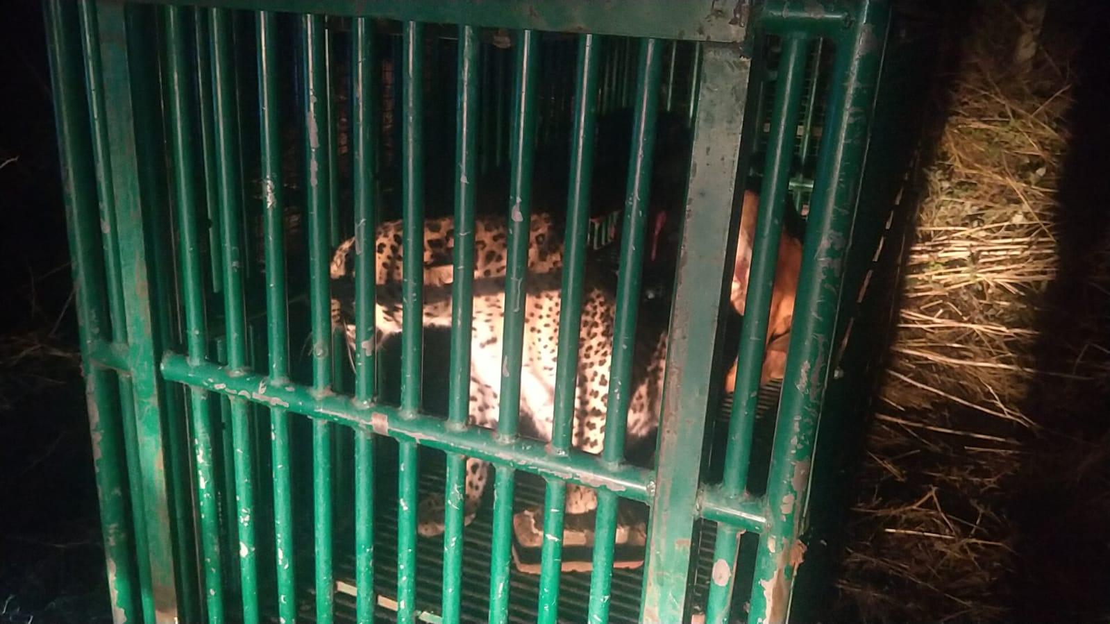 One more panther from Tashingda village of Sihore has been caged, people are relieved - Hashkaro