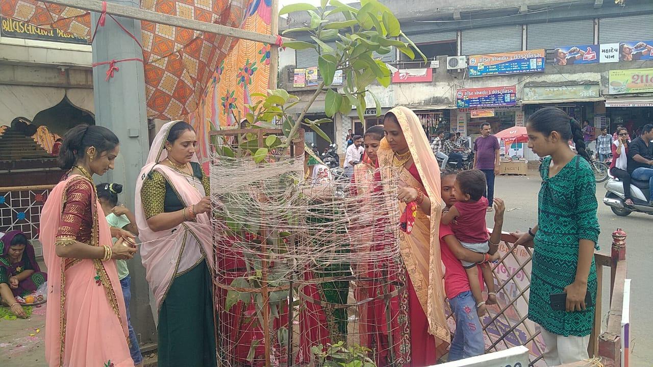 Devotional celebration of Vat Savitri Vrat in Sihore by auspicious women