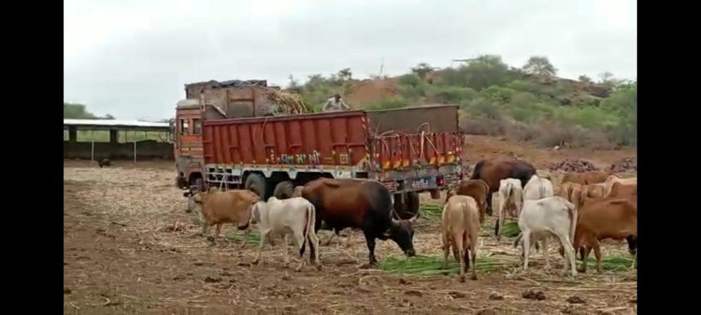 Ex-students of Ldimuni High School came out to look after the animals of the Gandhari Ashram near Sihore.