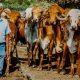 Bhavnagar; Pradeep Singh Raol, who made an invaluable contribution to cow breeding, passed away at the age of 86.