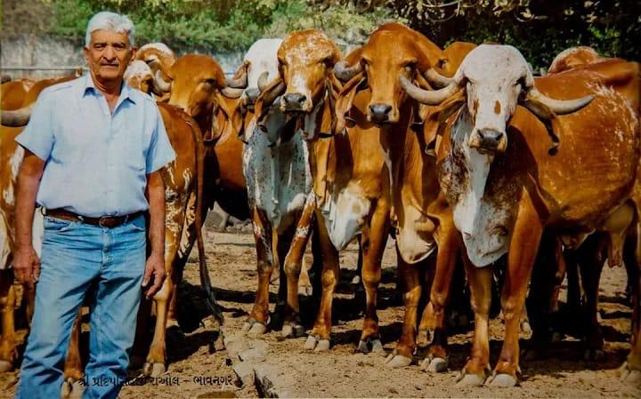 Bhavnagar; Pradeep Singh Raol, who made an invaluable contribution to cow breeding, passed away at the age of 86.