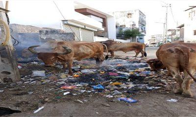 Sihore: An empire of filth with heaps of garbage everywhere due to lack of regular cleaning.