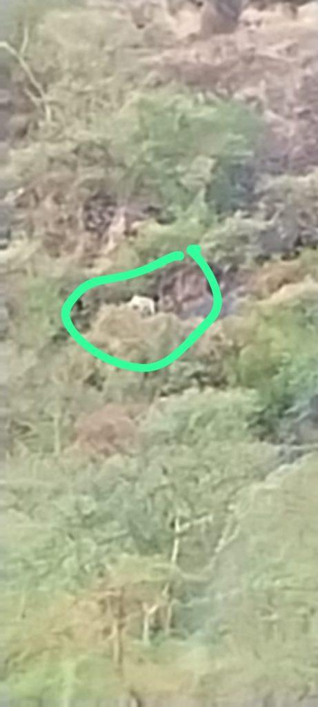 A leopard was seen again in Tarshingda Dungar of Sihore this evening – a flurry of people