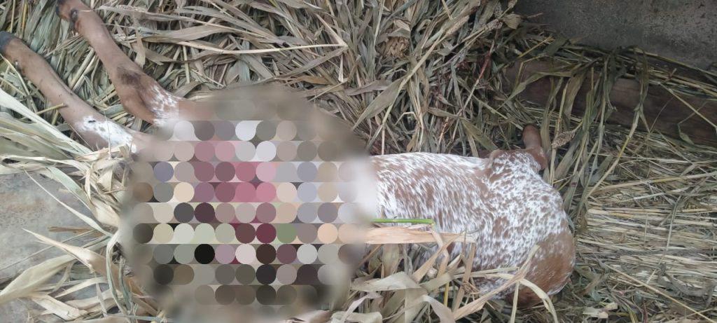 LEOPARD IN RESIDENTIAL AREA - Leopard jumps 3 feet wall on Rukhda Street in Sehore, enters enclosure, mauls calf
