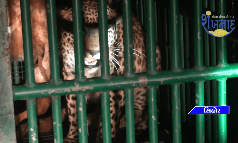 The hard work of the team of Sihore Forest Department has paid off and the leopard has been caged.