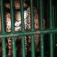 The hard work of the team of Sihore Forest Department has paid off and the leopard has been caged.