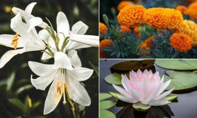 These beautiful flowers bring good luck to the house, the treasury is filled with money!