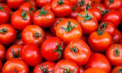 sihor-tomato-prices-skyrocketed-double-price-hike-disrupted-housewives-budgets