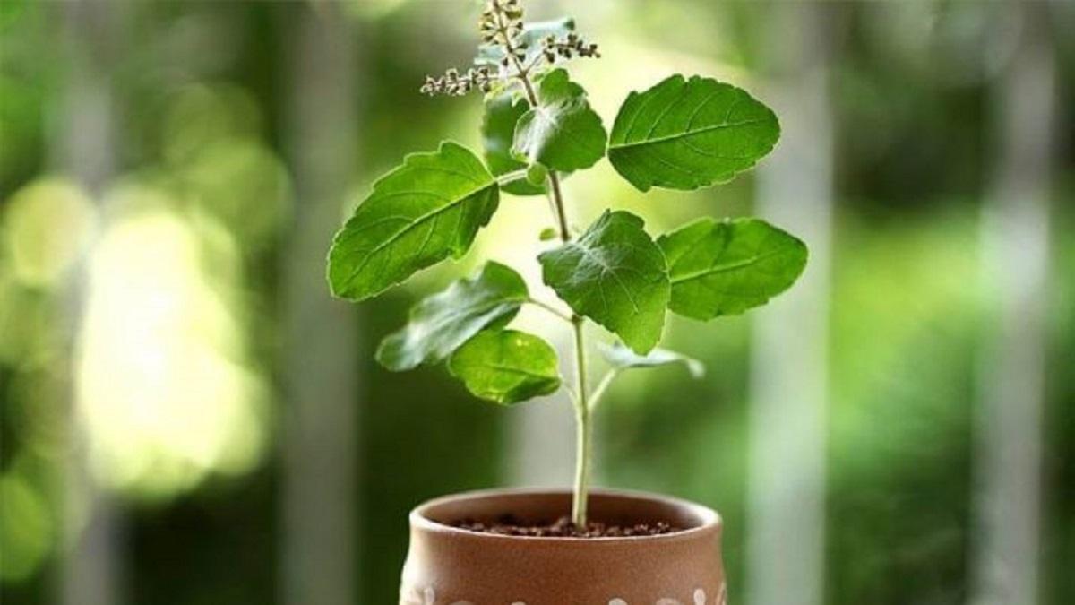 Tulsi Puja Tips : If you are going to plant Tulsi at home, first you should know these Vastu and Ritual rules.